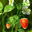 jordgubbar på planta