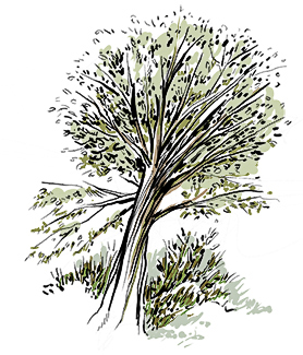 drawing of tree