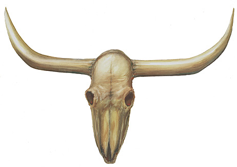 toshiba western skull